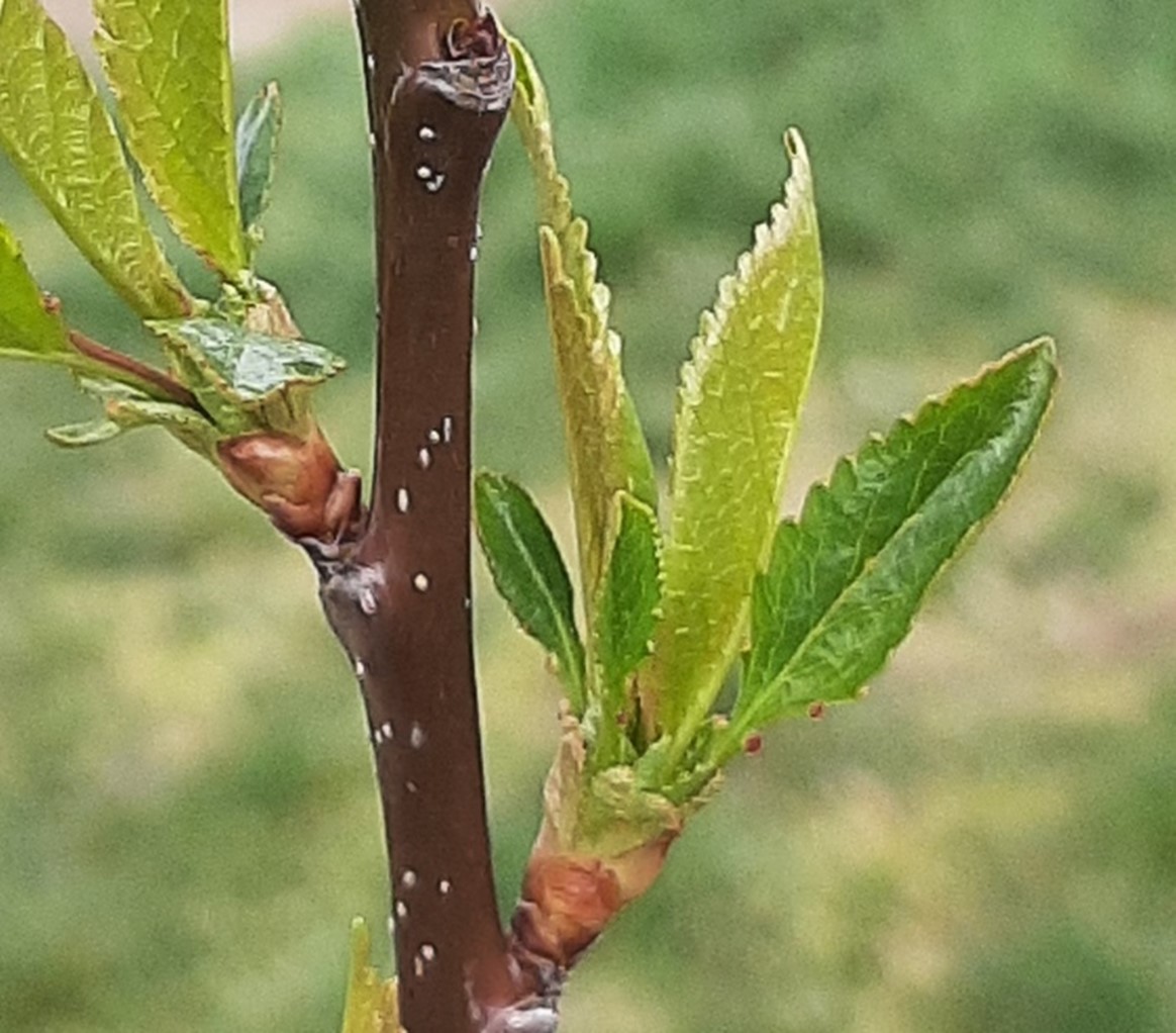 Cherry bract leaves close up.jpg